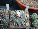 Lophophora williamsii